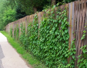 Acoustic Green Barrier woven willow, 120mm RockDelta core.