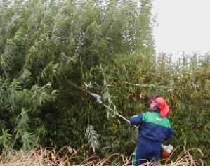 Trimming a Green Barrier in living willow