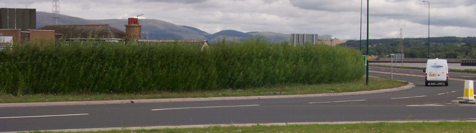 Acoustic Green Barrier in living willow