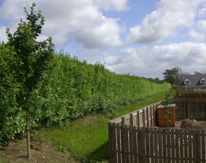 Non acoustic Green Barrier in living willow screening residential area from road.