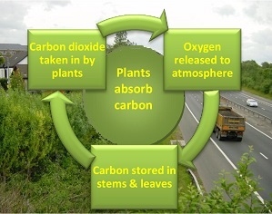 Plants absorb carbon